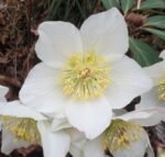 Spanz - Helleborus Niger cu frunzis vesnic verde la ghiveci P9 - imagine 3