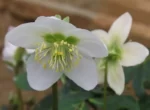 Spanz - Helleborus Niger cu frunzis vesnic verde la ghiveci P9 - imagine 2