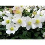 Spanz - Helleborus Niger cu frunzis vesnic verde la ghiveci P9