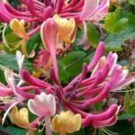 Lonicera heckrottii "American Beauty" - Mana Maicii Domnului parfumata - Caprifoi la ghiveci C2 - H 80-90cm
