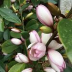 Magnolia Fairy Michelia Blush cu frunzis semipermanent la ghiveci C3 - H 60-70 cm - imagine 2