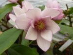 Magnolia Fairy Michelia Blush cu frunzis semipermanent la ghiveci C3 - H 60-70 cm