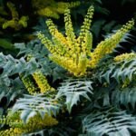 Mahonia Bealei - Mahonia cu frunze de piele la ghiveci P17 - H 40-50 cm