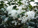 Osmanthus x Burkwoodii arbust peren vesnic verde cu flori parfumate la ghiveci C2 - H 40-50 cm (Livrarea dupa 10 Septembrie)