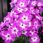 Phlox paniculata Laura cu flori parfumate la ghiveci P9 - H 5-10 cm