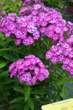 Phlox paniculata Laura cu flori parfumate la ghiveci P9 - H 5-10 cm - imagine 2