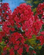 Phlox paniculata Star Fire planta perena cu flori parfumate la ghiveci P9 - H 5-10 cm
