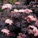 Soc cu frunze negre - Sambucus Nigra "Black Lace" la ghiveci P17 H 40-50 cm