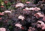 Soc cu frunze negre - Sambucus Nigra "Black Lace" la ghiveci P17 H 40-50 cm - imagine 3