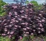 Soc cu frunze negre - Sambucus Nigra "Black Lace" la ghiveci P17 H 40-50 cm - imagine 2
