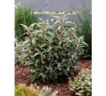 Sarcococca „Winter Gem” arbust vesnic verde parfumat la ghiveci P17 - H 30-40 cm - imagine 3