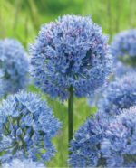 Bulbi Allium Caeruleum marime 5+ - Ceapa decorativa albastra- pachet 3 bucati (Livrarea dupa 10 Septembrie) - imagine 2