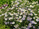 Aster Japonez cu inflorire toata vara - Kalimeris incisa „Madiva” - planta perena la ghiveci P9 - imagine 2