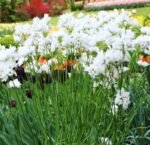 Bulbi Allium Neapolitanum - Usturoiul din Napoli - pachet 3 bulbi marime 5/6 - imagine 3
