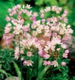 Bulbi Allium Roseum - Usturoiul Trandafiriu - pachet 3 bulbi marime 5/6 (Livrarea dupa 10 Septembrie)