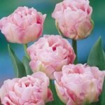 Bulbi Lalele Duble Angelique  - pachet 3 bucati marime 12+ (Livrarea dupa 10 Septembrie) - imagine 2