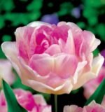 Bulbi Lalele Duble Angelique  - pachet 3 bucati marime 12+ (Livrarea dupa 10 Septembrie)