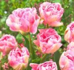 Bulbi Lalele Duble Angelique  - pachet 3 bucati marime 12+ (Livrarea dupa 10 Septembrie) - imagine 3