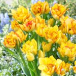 Bulbi Lalele Multiflora Aquilla marime 12+- pachet 3 bucati (Acest produs se livreaza dupa 10 Septembrie)