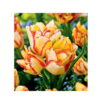 Bulbi Lalele Multiflora Aquilla marime 12+- pachet 3 bucati (Acest produs se livreaza dupa 10 Septembrie) - imagine 2