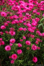 Aster New England Andenken and Alma Potschke la ghiveci P9 - H 10-15 cm - imagine 2