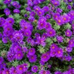 Aster New England Purple Dome la ghiveci P9 - H 10-15 cm - imagine 2