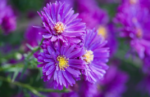 Aster New England Purple Dome la ghiveci P9 - H 10-15 cm