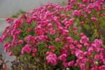 Aster New England Andenken and Alma Potschke la ghiveci P9 - H 10-15 cm - imagine 3