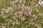 Aster Callico - Aster lateriflorus Horizontalis la ghiveci P9 - H 10-15 cm - imagine 3