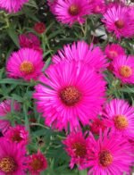 Aster New England Andenken and Alma Potschke la ghiveci P9 - H 10-15 cm