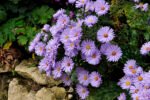 Aster Novii Belgii Lady in Blue (Pitic)  - Aster Dumosus - la ghiveci P9 - H 10-15 cm - imagine 2