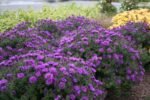 Aster New England Purple Dome la ghiveci P9 - H 10-15 cm - imagine 4