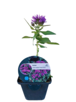 Aster New England Purple Dome la ghiveci P9 - H 10-15 cm - imagine 3