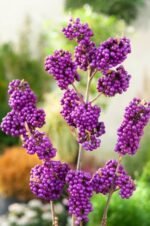 Callicarpa bodinieri 'Profusion' la ghiveci C2, H 40-50 cm