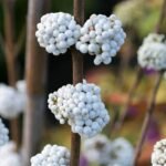Callicarpa bodinieri „Magical Snowqueen” la ghiveci P19, H 40-50 cm