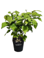 Callicarpa bodinieri „Magical Snowqueen” la ghiveci P19, H 40-50 cm - imagine 4