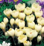 Brandusa - Crocus Cream Beauty  - pachet 5 bulbi marime 5/7 (Livrarea dupa 10 Septembrie)