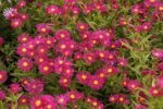 Aster Novii Belgii Crimson Brocade la ghiveci P9 - H 10-15 cm - imagine 3
