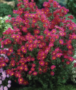 Aster Novii Belgii Crimson Brocade la ghiveci P9 - H 10-15 cm - imagine 2