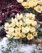 Brandusa - Crocus Cream Beauty  - pachet 5 bulbi marime 5/7 (Livrarea dupa 10 Septembrie) - imagine 2