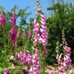 Degetel - Digitalis purpurea - planta perena la ghiveci P9