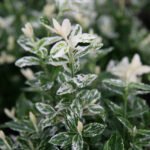 Euonymus Fortunei Harlequin cu frunzis permanent la ghiveci P9.5, H 15-20 cm - imagine 2