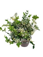 Euonymus Fortunei Harlequin cu frunzis permanent la ghiveci P9.5, H 15-20 cm - imagine 4