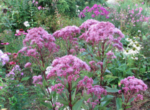 Iarba lui Joe-Pye - Eupatorium maculatum 'Atropurpureum' la ghiveci P9 - imagine 2