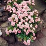 Trandafir pitic acoperitor de sol Rosa The Fairy roz la ghiveci P13-H 25-30 cm - imagine 3