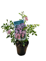 Trandafir pitic acoperitor de sol Rosa The Fairy roz la ghiveci P13-H 25-30 cm - imagine 5