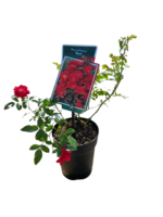 Trandafir pitic acoperitor de sol Rosa Rote the Fairy rosu la ghiveci P13 - H 25-30 cm - imagine 5