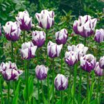 Bulbi Lalele Triumph Flaming Flag marime 12+ -pachet 3 bucati (Acest produs se livreaza dupa 10 Septembrie) - imagine 2