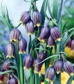 Bulbi Lalea Imperiala - Fritillaria Uva Vulpis marime 6+ - pachet 5 bucati (Livrarea dupa 10 Septembrie)