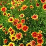 Fluturas sau Roata de Foc - Gaillardia Kobold la ghiveci P9 - imagine 2